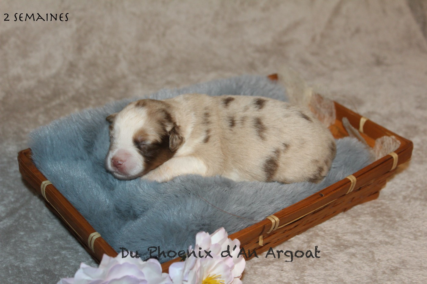 Du Phoenix D'an Argoat - Chiots disponibles - Berger Américain Miniature 