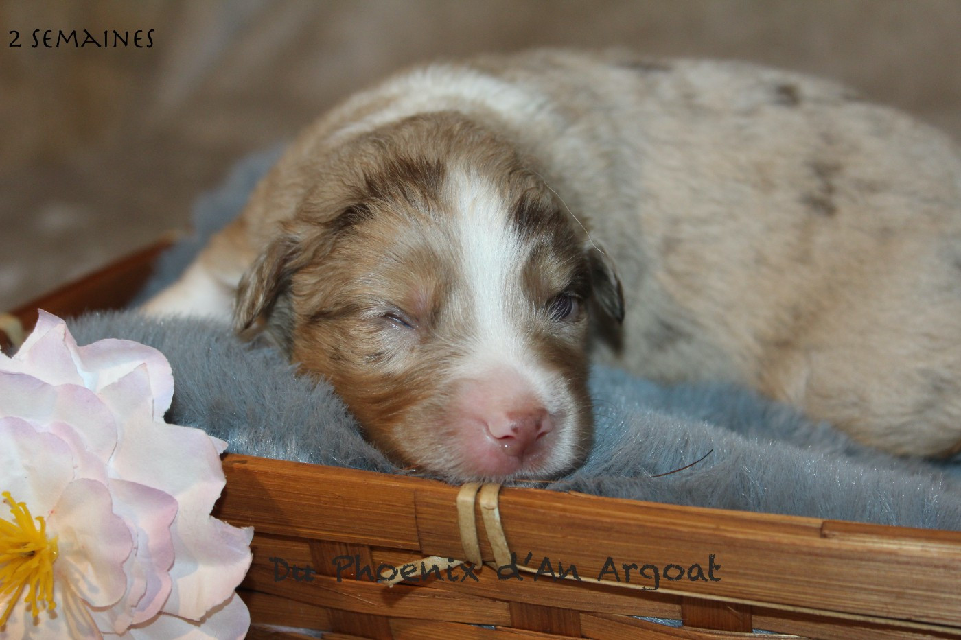 Du Phoenix D'an Argoat - Chiots disponibles - Berger Américain Miniature 
