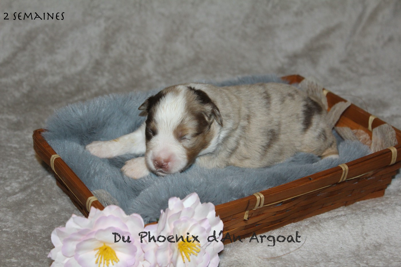 Du Phoenix D'an Argoat - Chiots disponibles - Berger Américain Miniature 