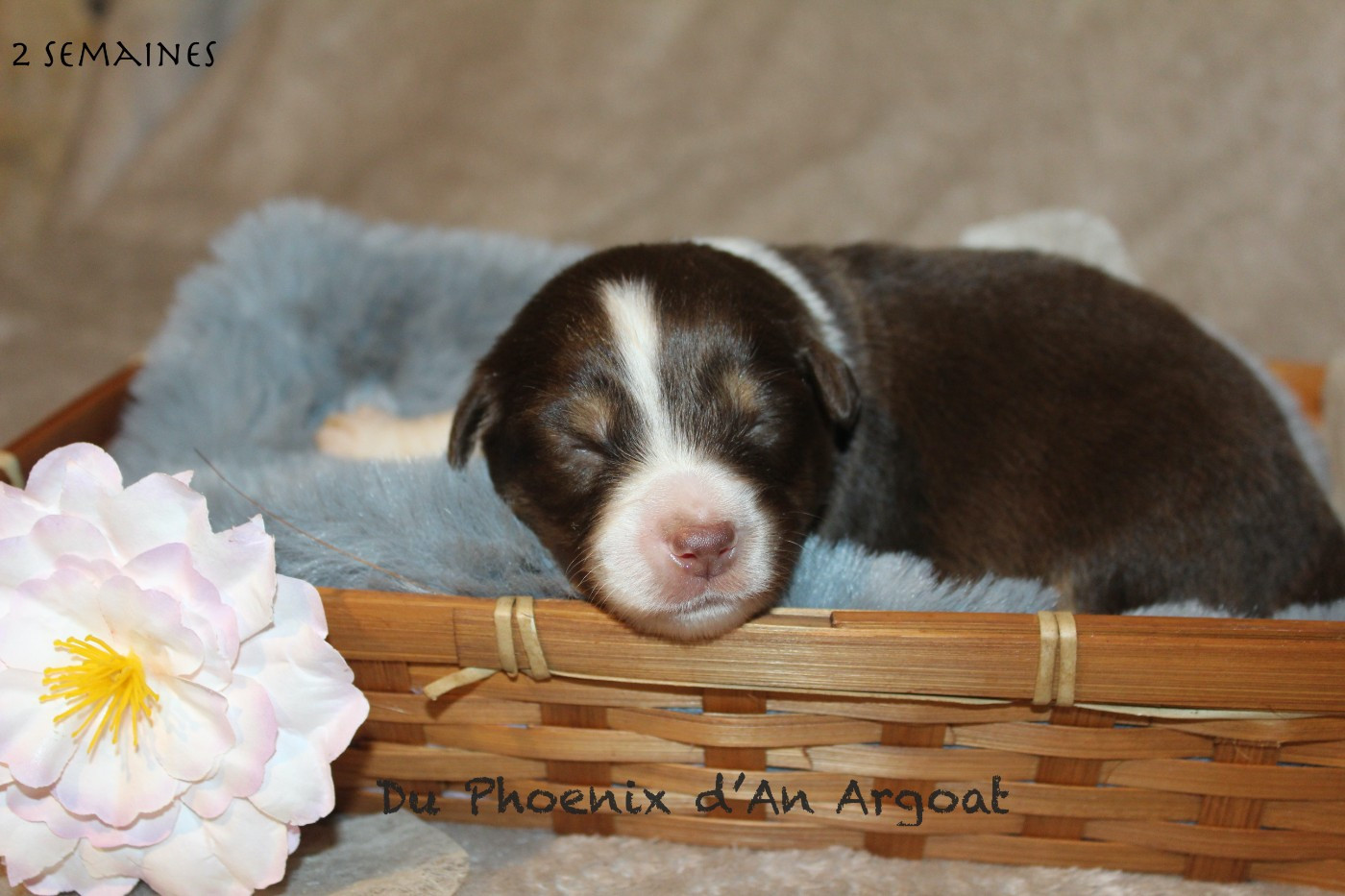 Du Phoenix D'an Argoat - Chiots disponibles - Berger Américain Miniature 
