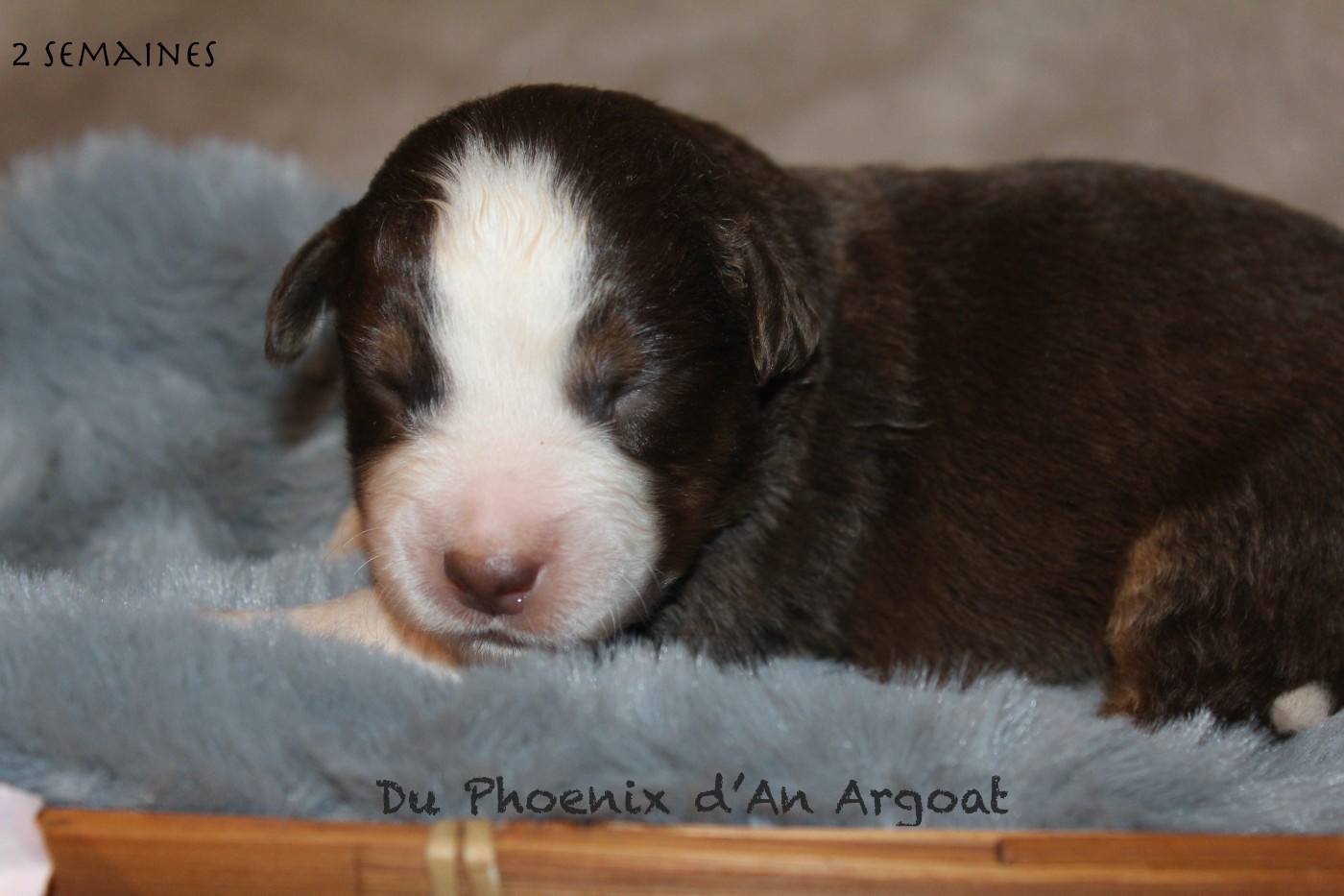 Du Phoenix D'an Argoat - Chiots disponibles - Berger Américain Miniature 