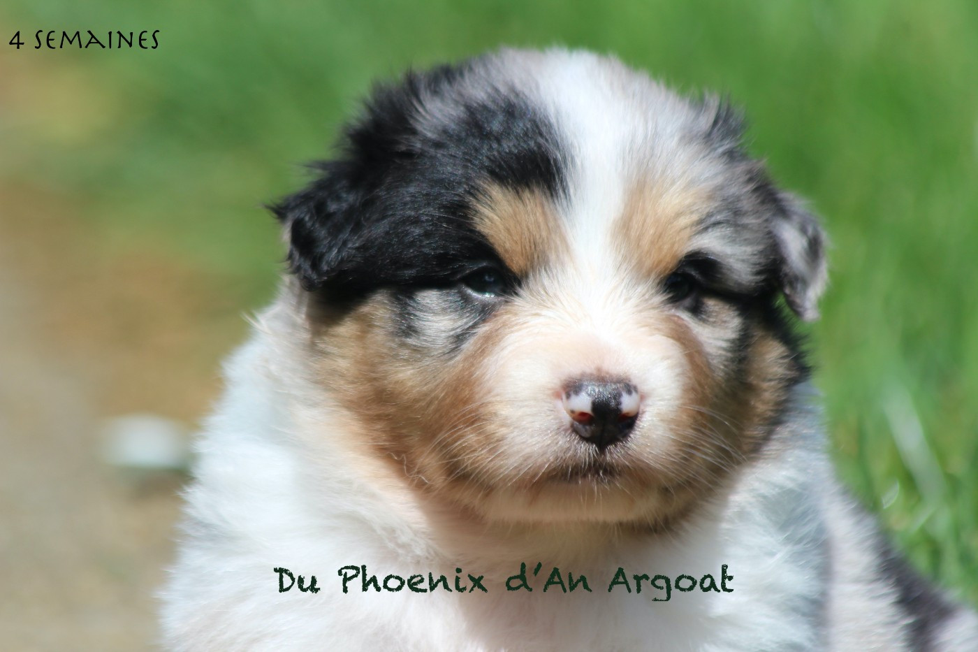 Du Phoenix D'an Argoat - Chiots disponibles - Berger Australien