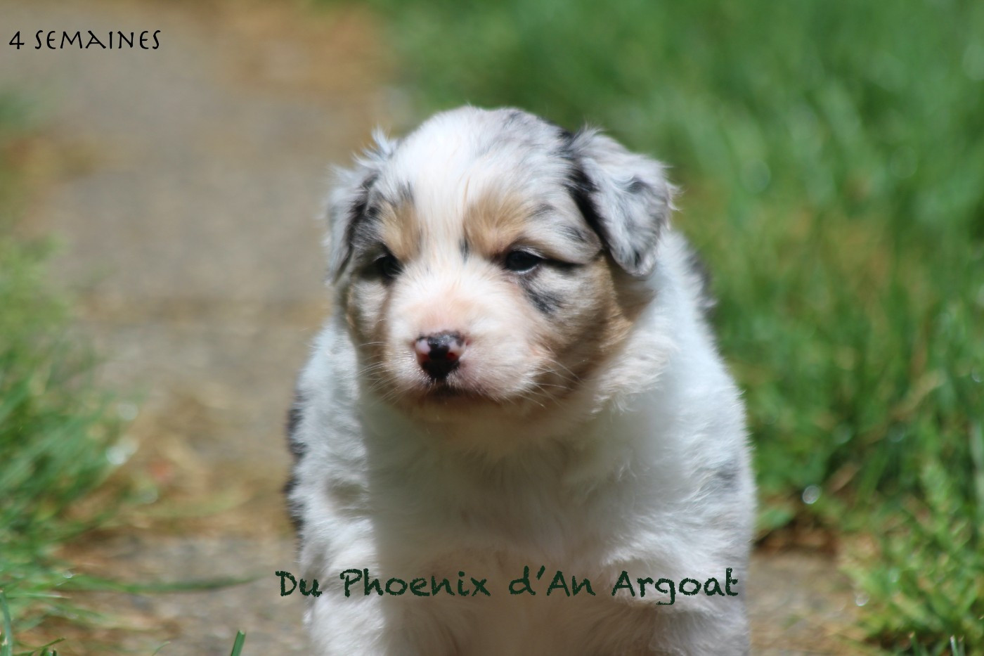 Du Phoenix D'an Argoat - Chiots disponibles - Berger Australien