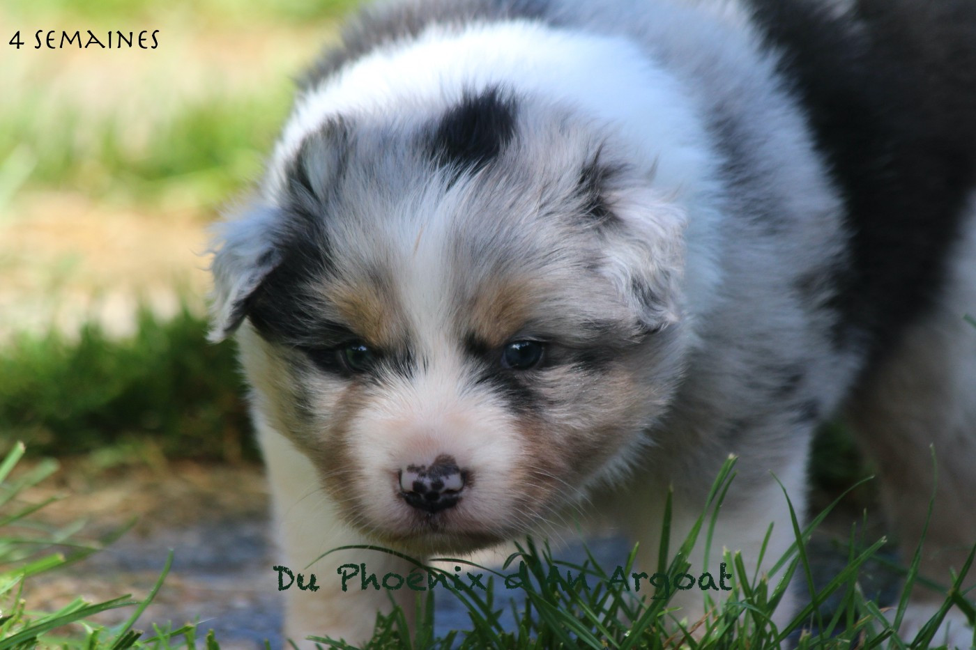 Du Phoenix D'an Argoat - Chiots disponibles - Berger Australien
