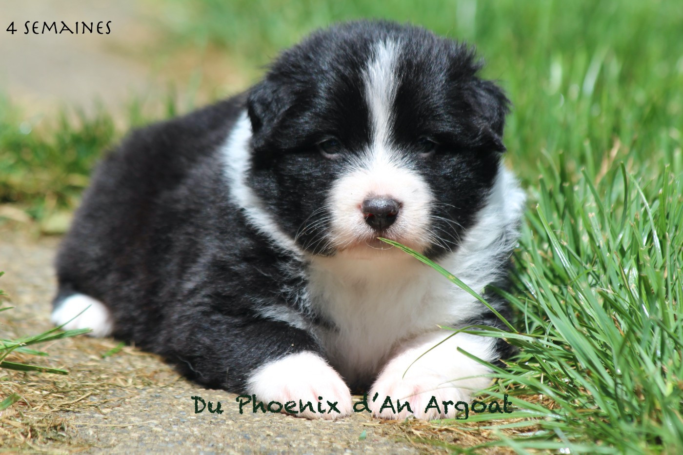 Du Phoenix D'an Argoat - Chiots disponibles - Berger Australien
