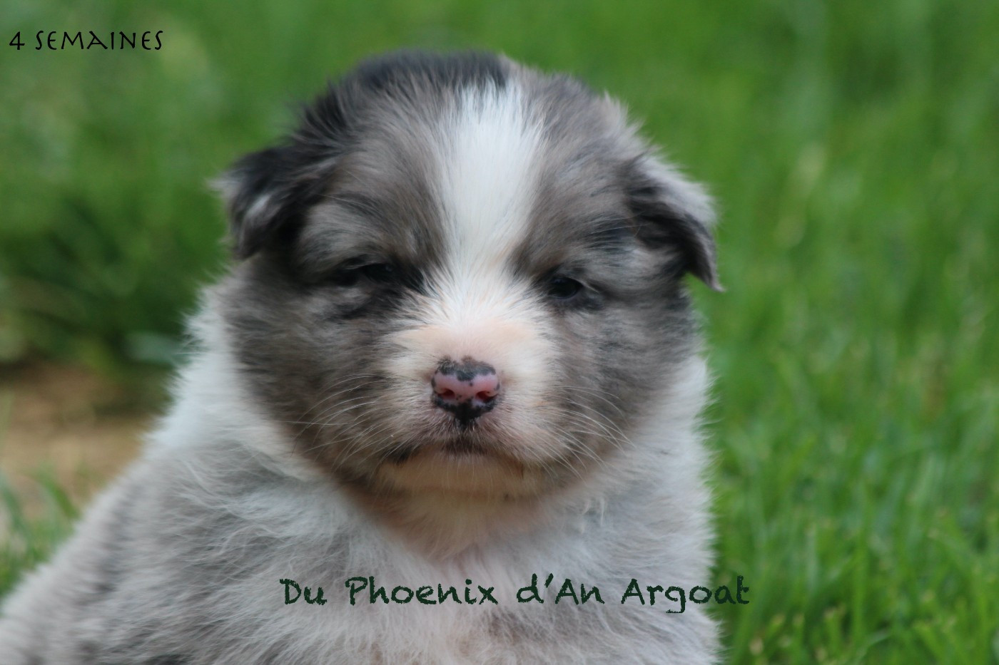 Du Phoenix D'an Argoat - Chiots disponibles - Berger Australien