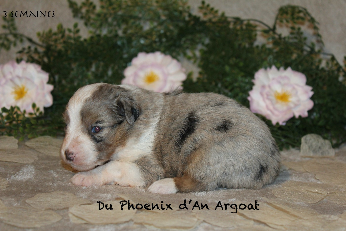 Du Phoenix D'an Argoat - Chiots disponibles - Berger Américain Miniature 