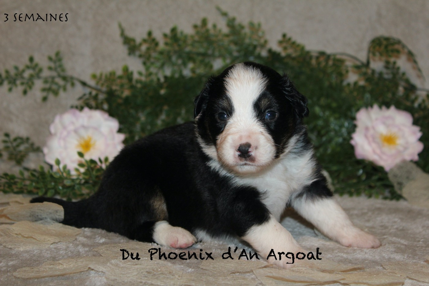 Du Phoenix D'an Argoat - Chiots disponibles - Berger Américain Miniature 
