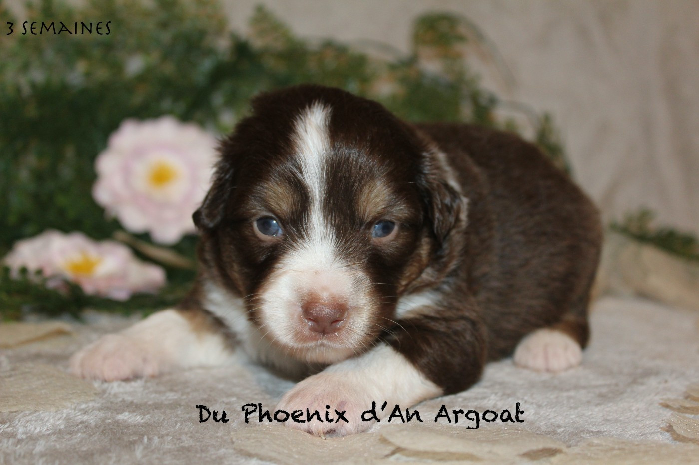 Du Phoenix D'an Argoat - Chiots disponibles - Berger Américain Miniature 