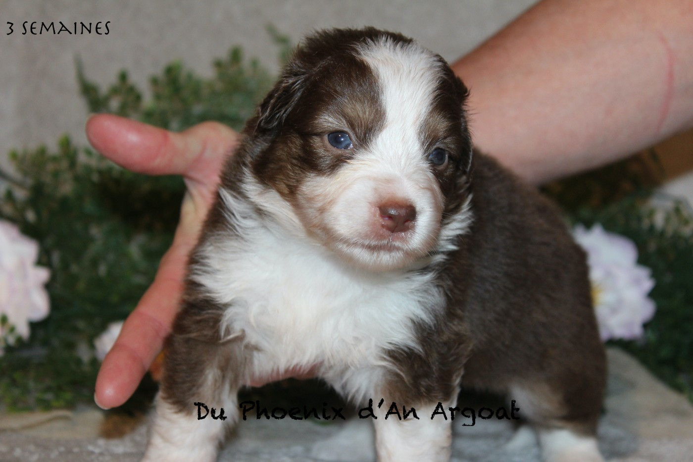 Du Phoenix D'an Argoat - Chiots disponibles - Berger Américain Miniature 
