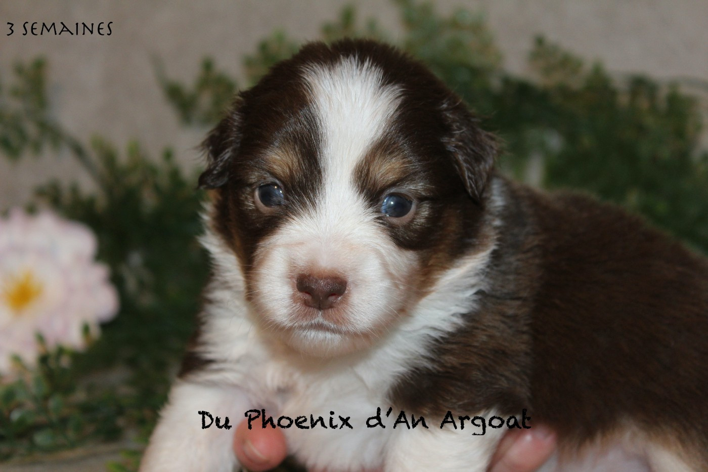 Du Phoenix D'an Argoat - Chiots disponibles - Berger Américain Miniature 