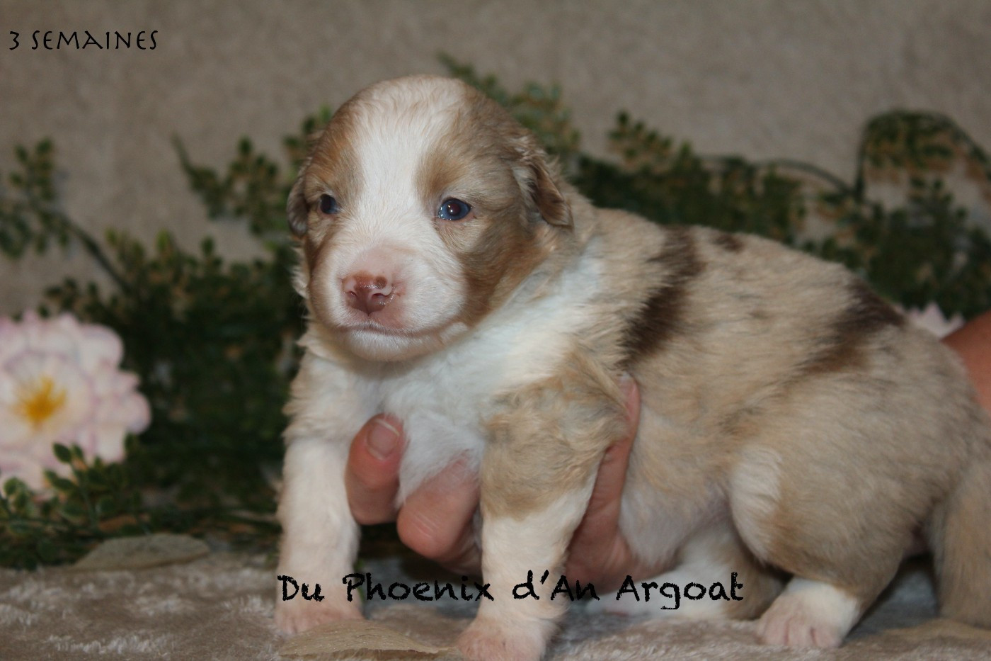 Du Phoenix D'an Argoat - Chiots disponibles - Berger Américain Miniature 