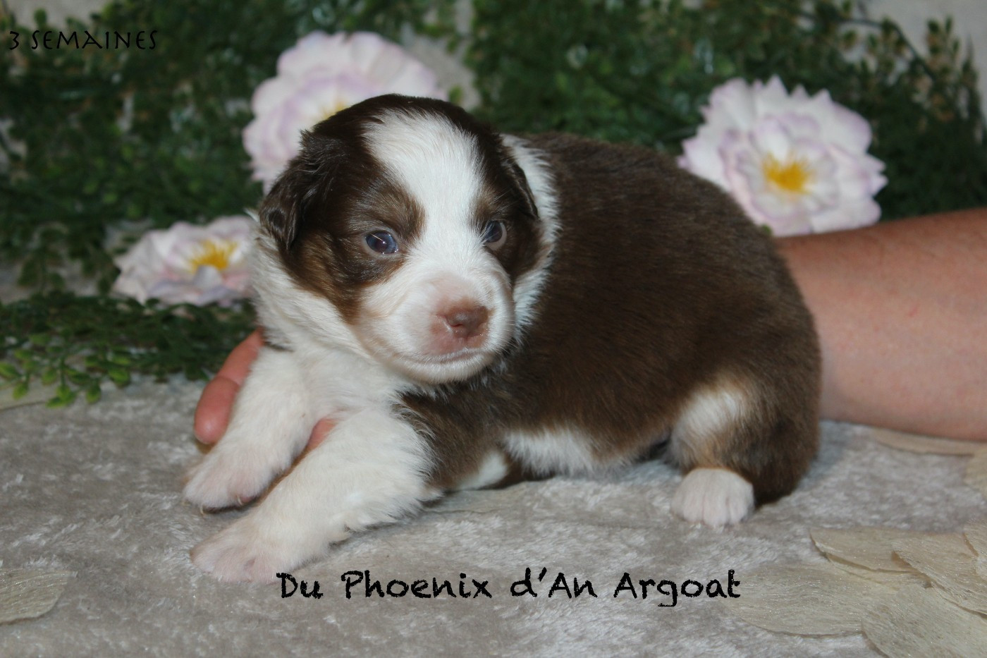 Du Phoenix D'an Argoat - Chiots disponibles - Berger Américain Miniature 