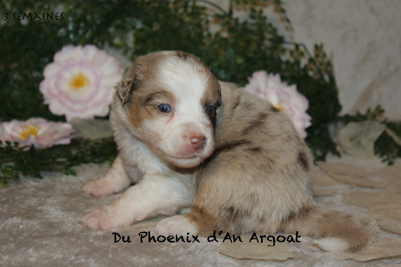Du Phoenix D'an Argoat - Chiots disponibles - Berger Américain Miniature 