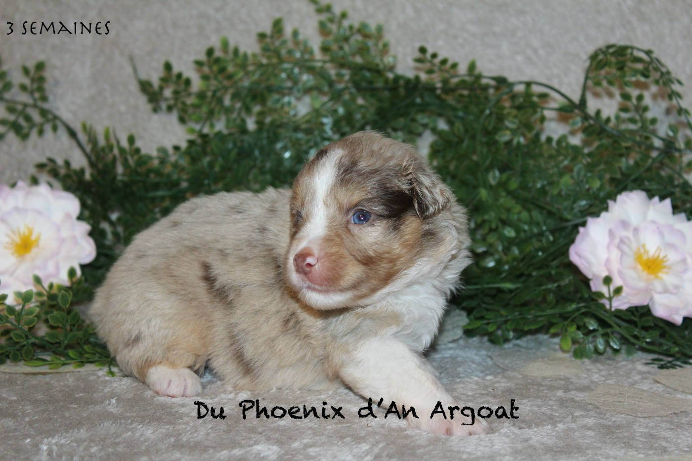 Du Phoenix D'an Argoat - Chiots disponibles - Berger Américain Miniature 