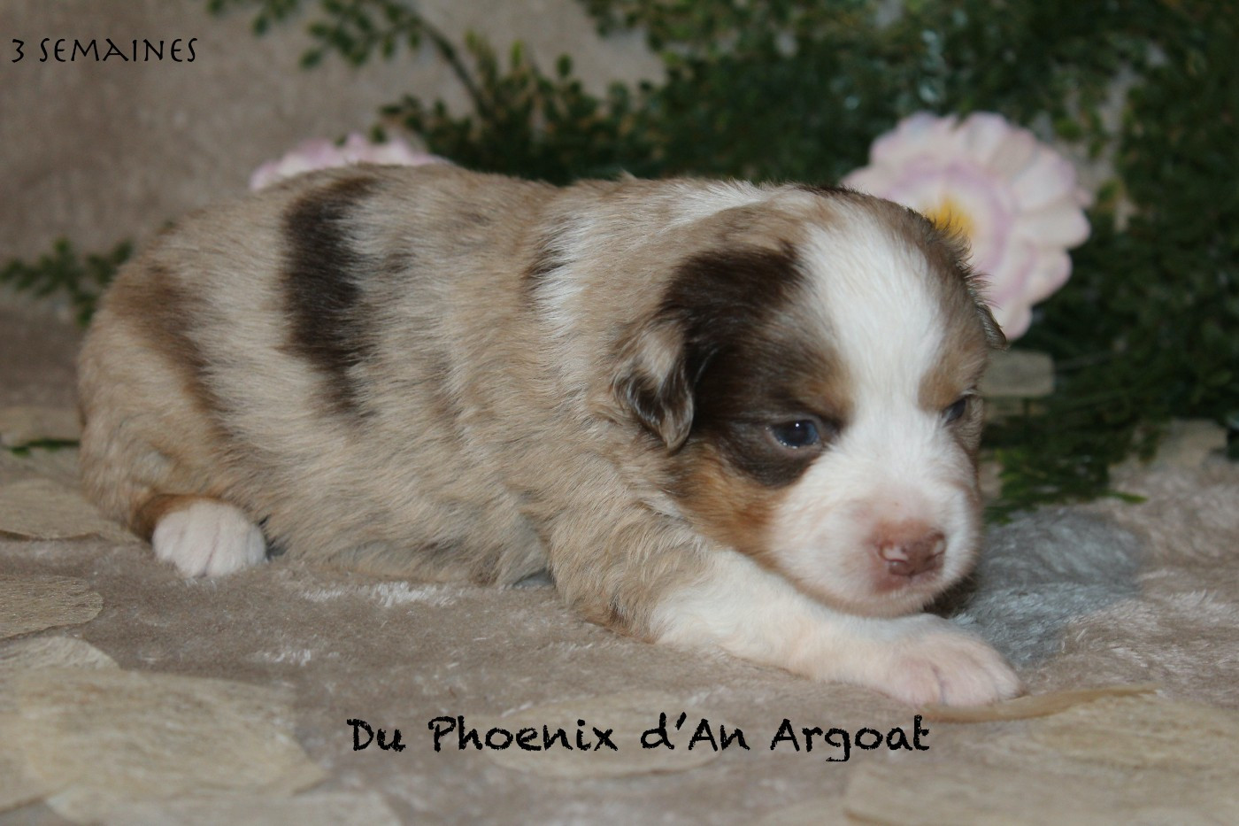 Du Phoenix D'an Argoat - Chiots disponibles - Berger Américain Miniature 