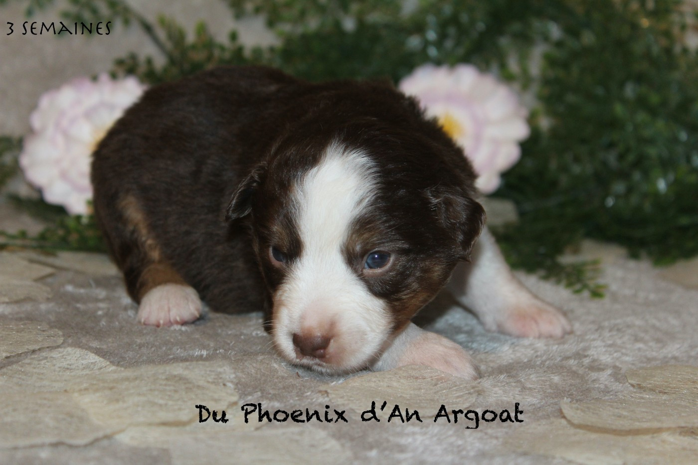 Du Phoenix D'an Argoat - Chiots disponibles - Berger Américain Miniature 