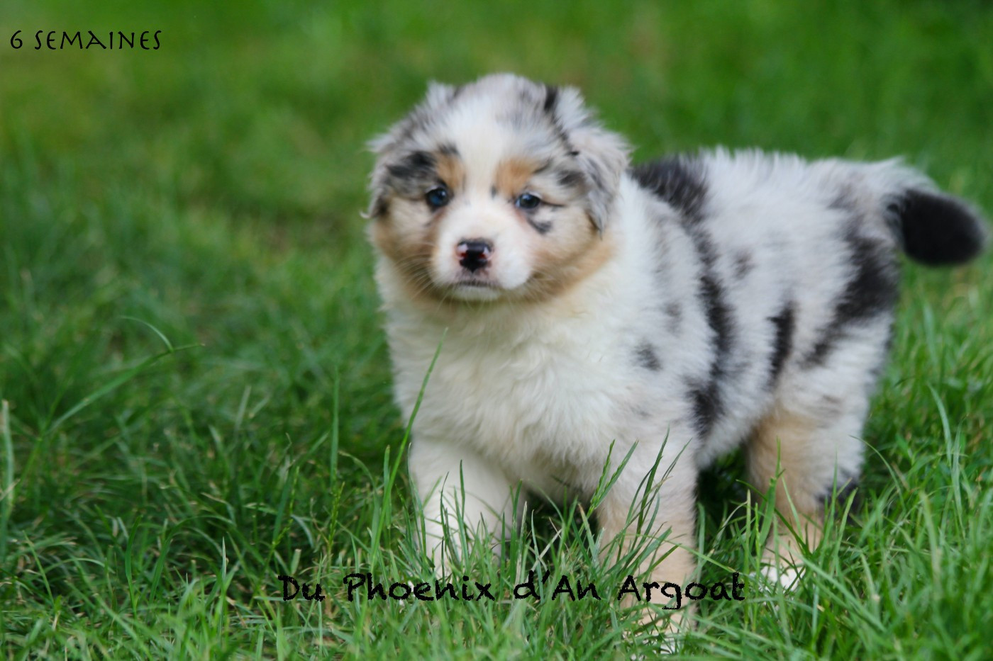 Du Phoenix D'an Argoat - Chiots disponibles - Berger Australien