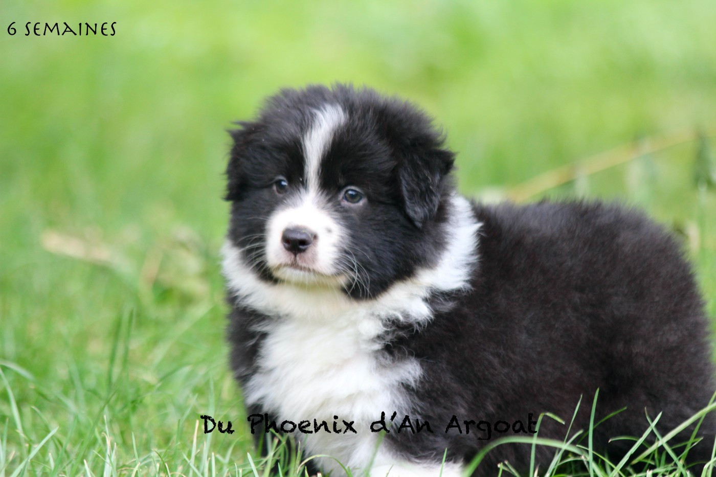 Du Phoenix D'an Argoat - Chiots disponibles - Berger Australien