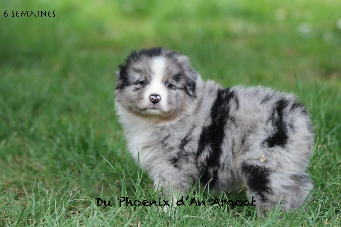 Du Phoenix D'an Argoat - Chiots disponibles - Berger Australien