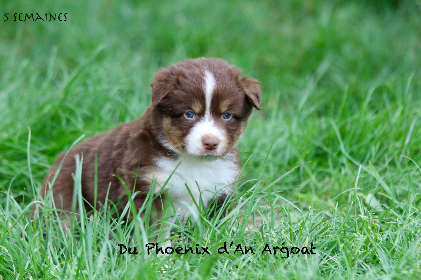Du Phoenix D'an Argoat - Chiots disponibles - Berger Américain Miniature 