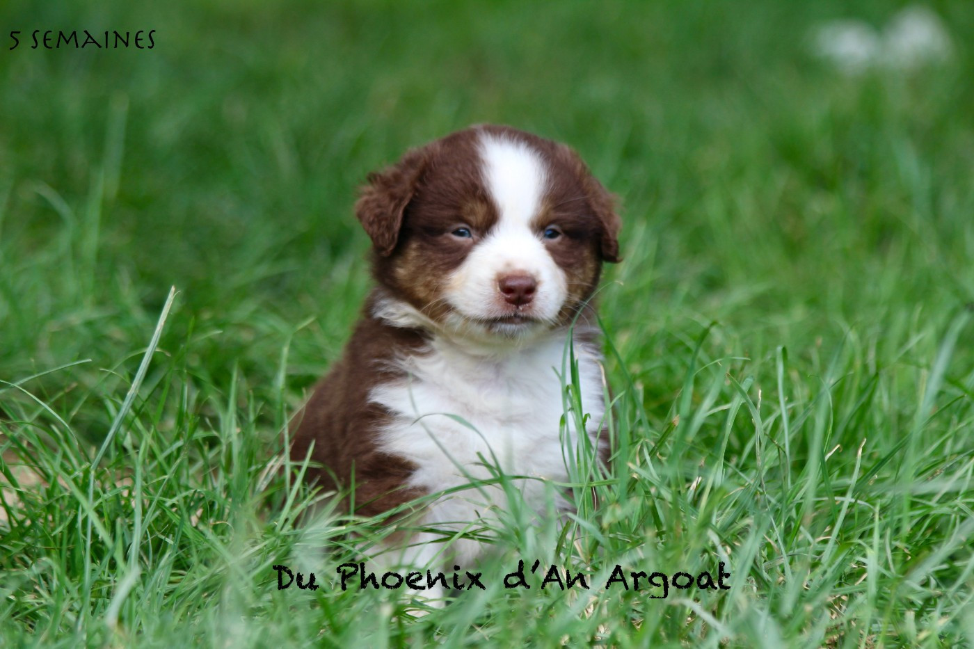 Du Phoenix D'an Argoat - Chiots disponibles - Berger Américain Miniature 