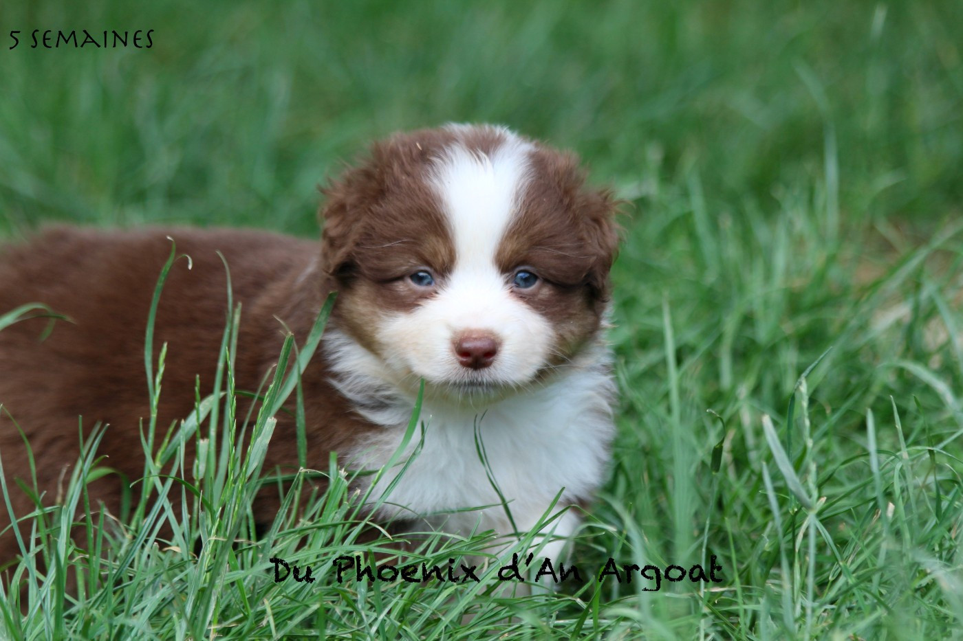 Du Phoenix D'an Argoat - Chiots disponibles - Berger Américain Miniature 
