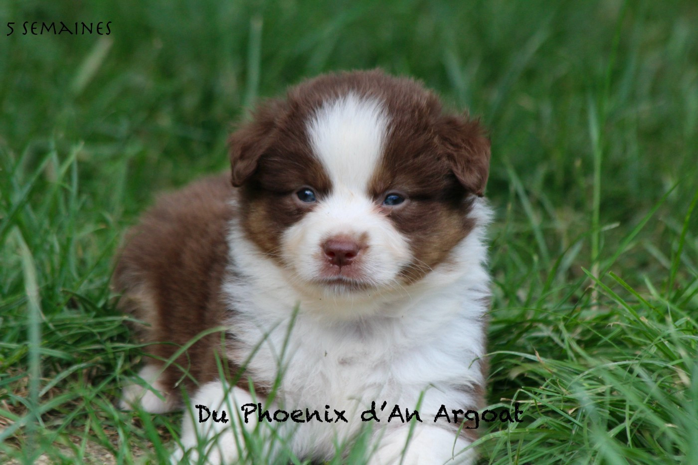 Du Phoenix D'an Argoat - Chiots disponibles - Berger Américain Miniature 