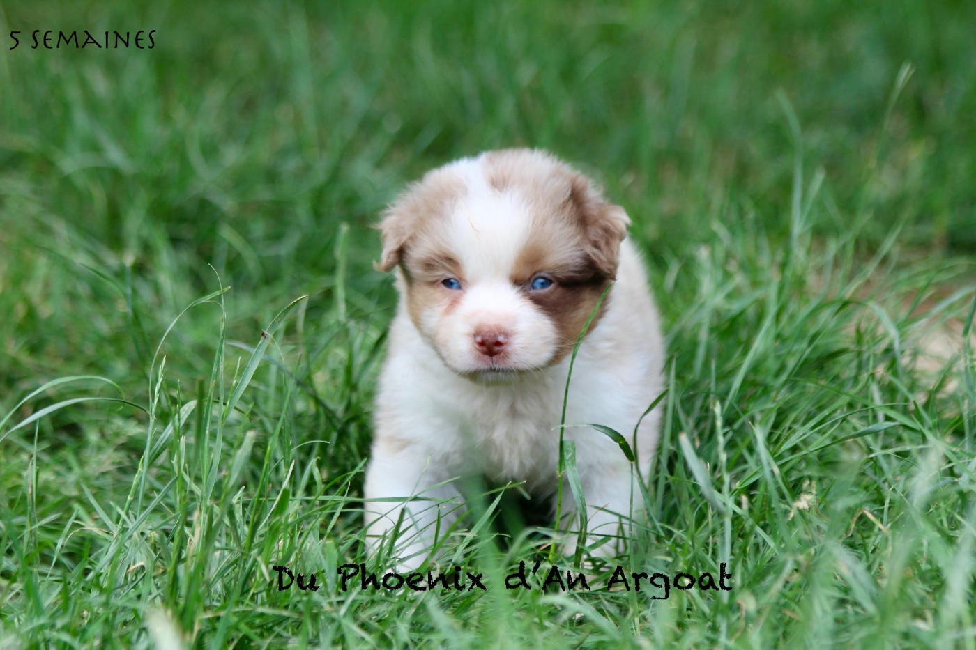 Du Phoenix D'an Argoat - Chiots disponibles - Berger Américain Miniature 