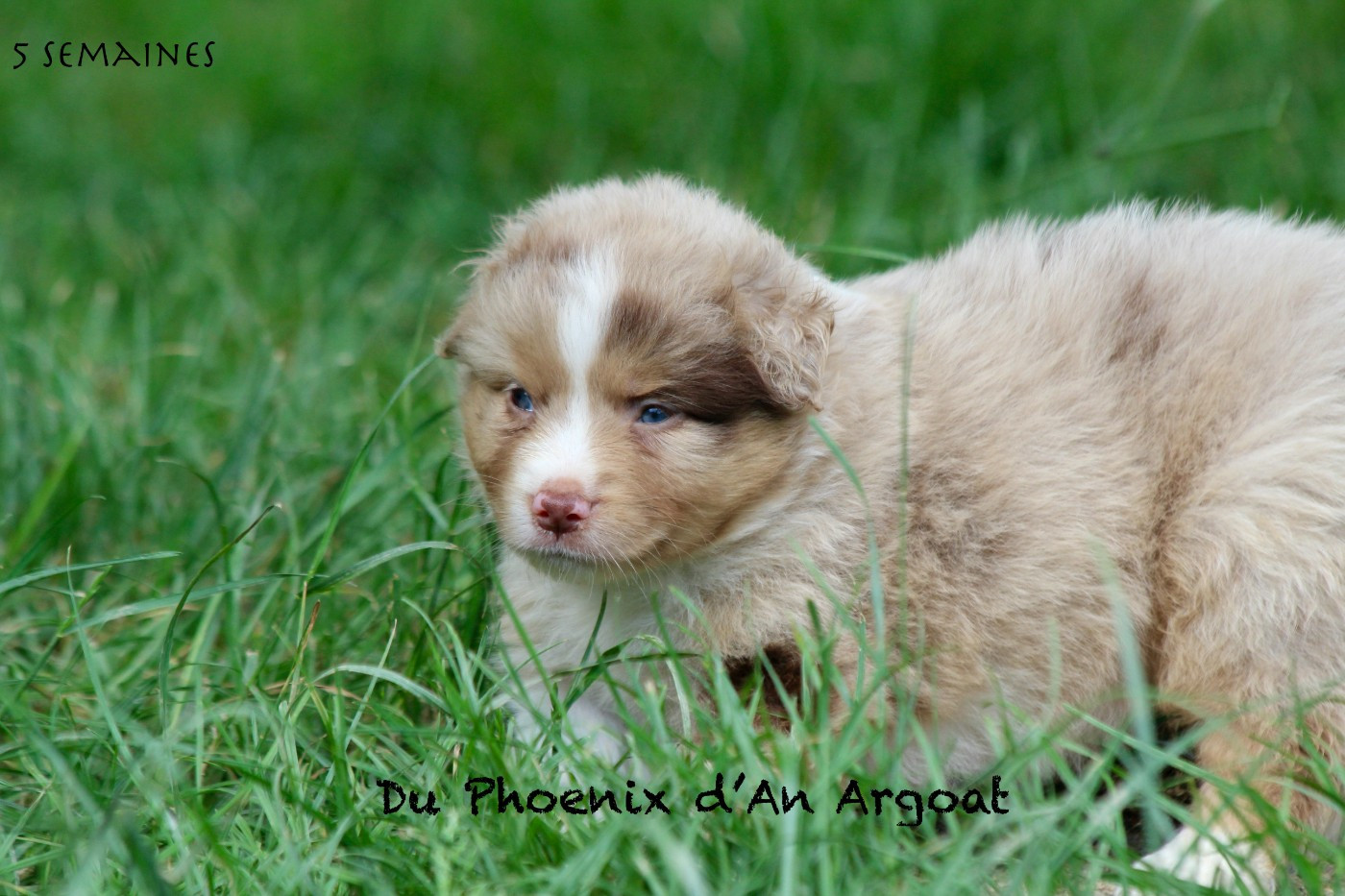 Du Phoenix D'an Argoat - Chiots disponibles - Berger Américain Miniature 