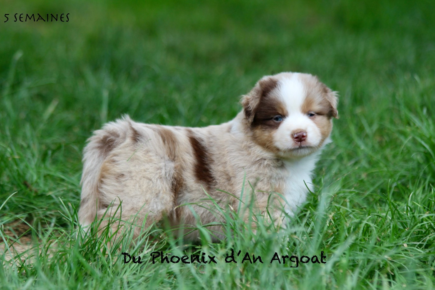 Du Phoenix D'an Argoat - Chiots disponibles - Berger Américain Miniature 