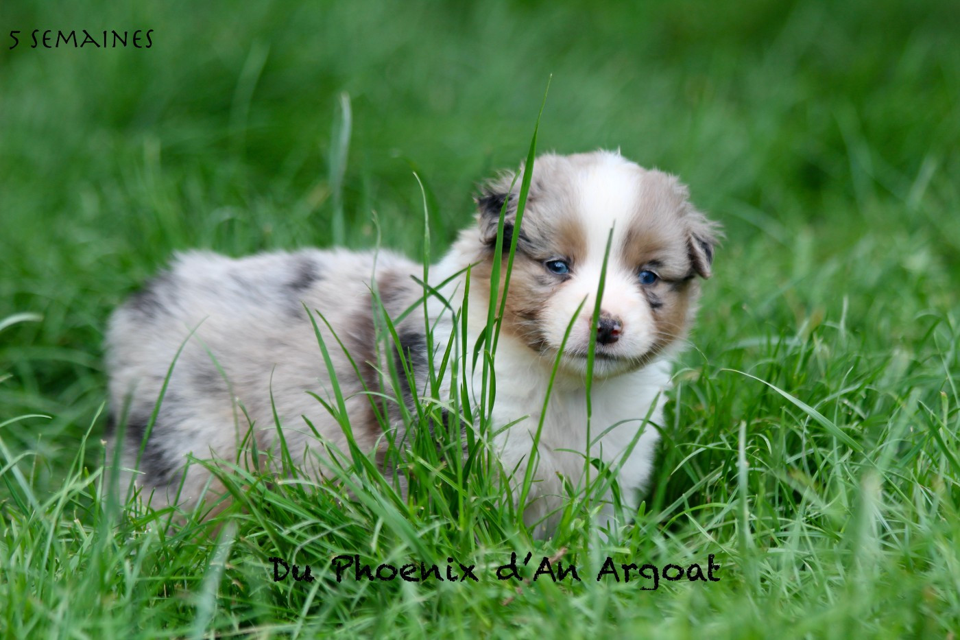 Du Phoenix D'an Argoat - Chiots disponibles - Berger Américain Miniature 