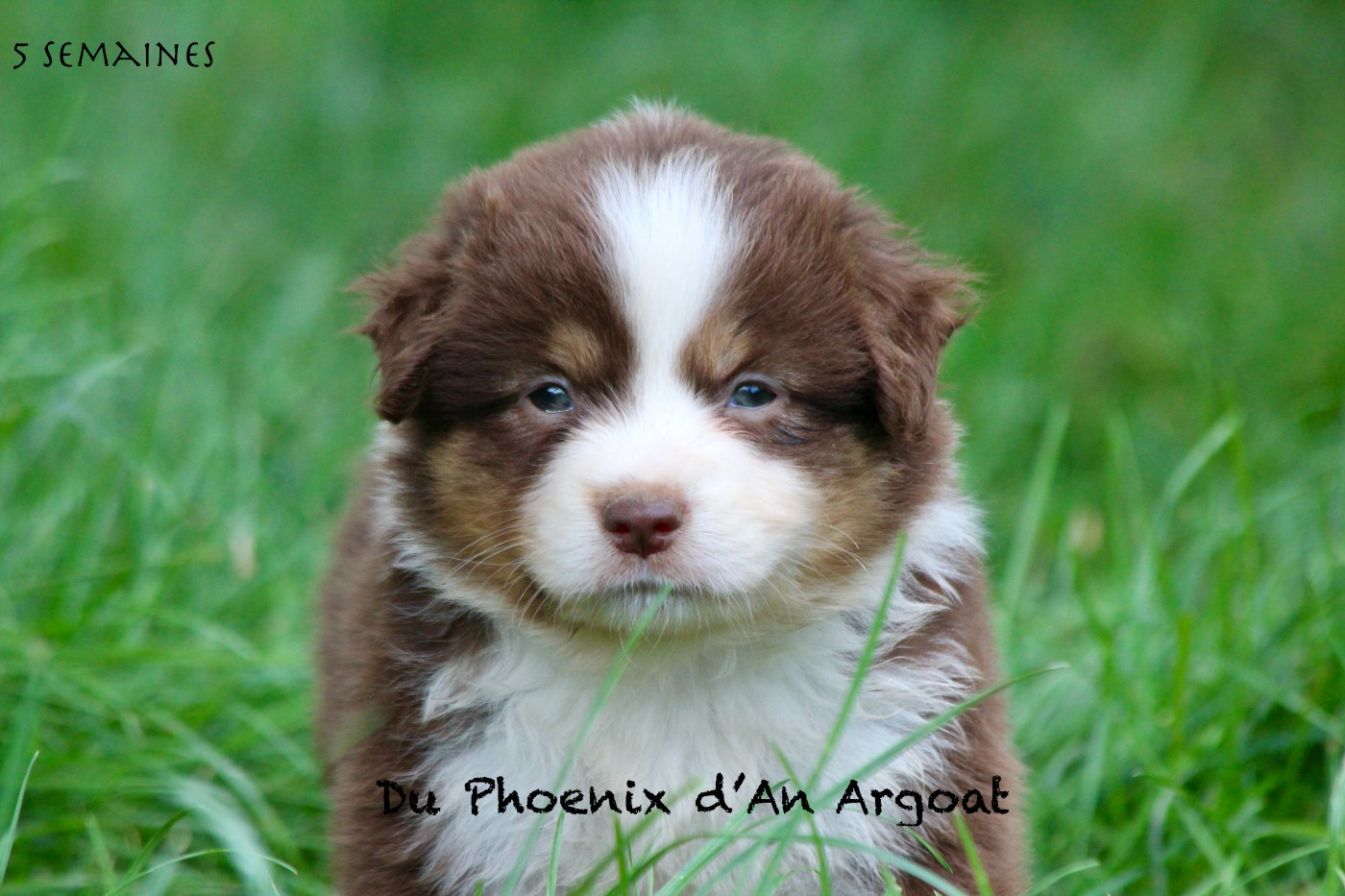 Du Phoenix D'an Argoat - Chiots disponibles - Berger Américain Miniature 