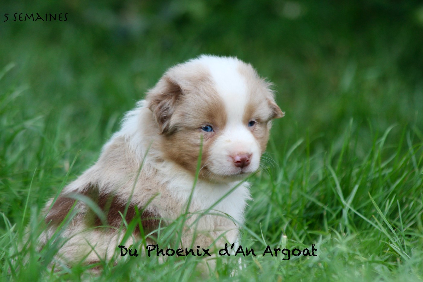 Du Phoenix D'an Argoat - Chiots disponibles - Berger Américain Miniature 