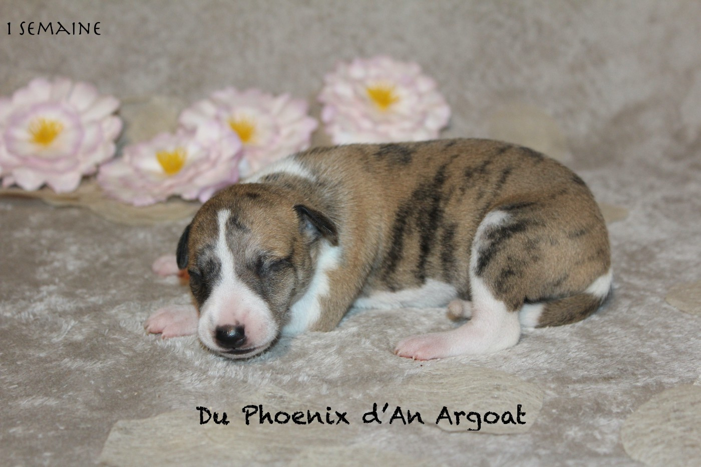 Du Phoenix D'an Argoat - Chiots disponibles - Whippet