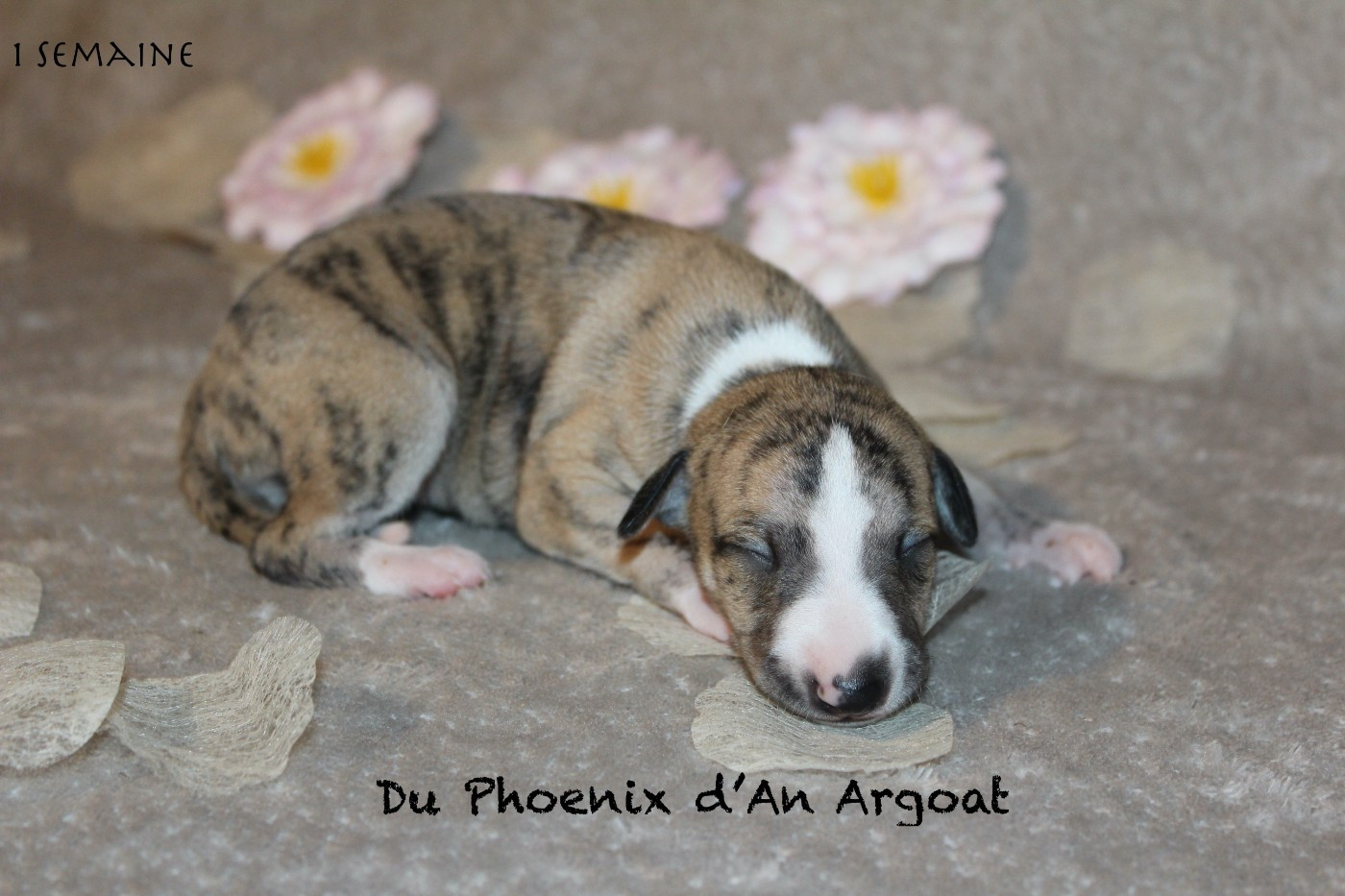 Du Phoenix D'an Argoat - Chiots disponibles - Whippet