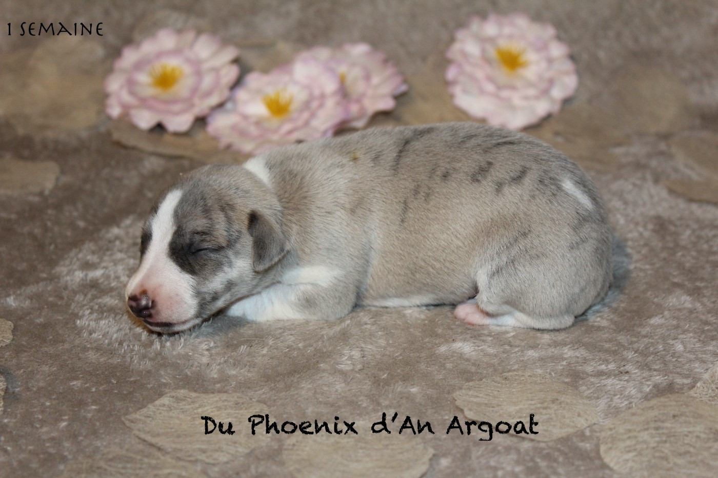 Du Phoenix D'an Argoat - Chiots disponibles - Whippet