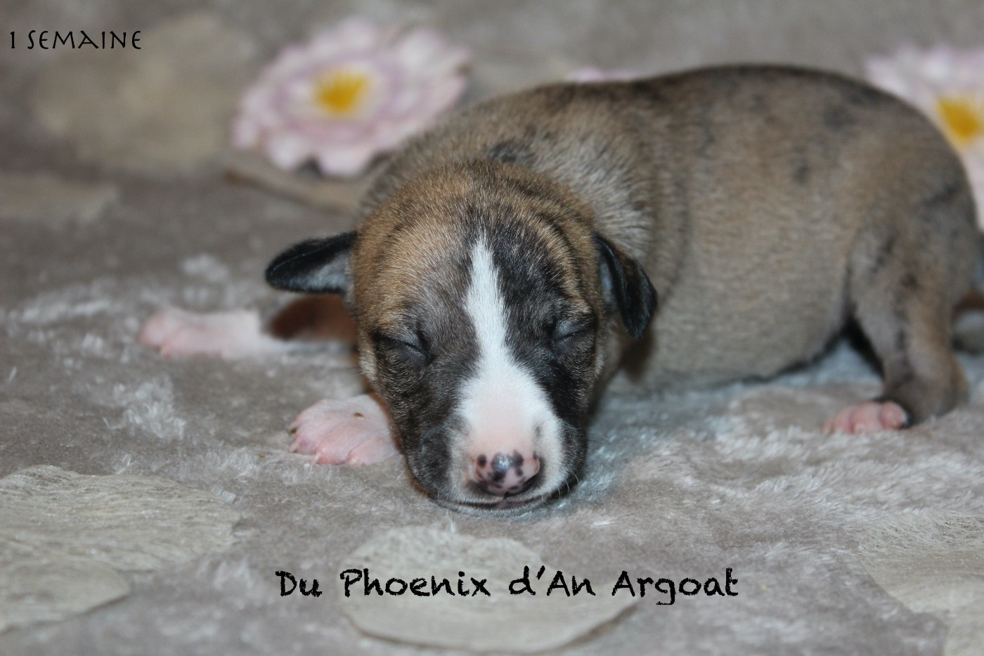 Du Phoenix D'an Argoat - Chiots disponibles - Whippet