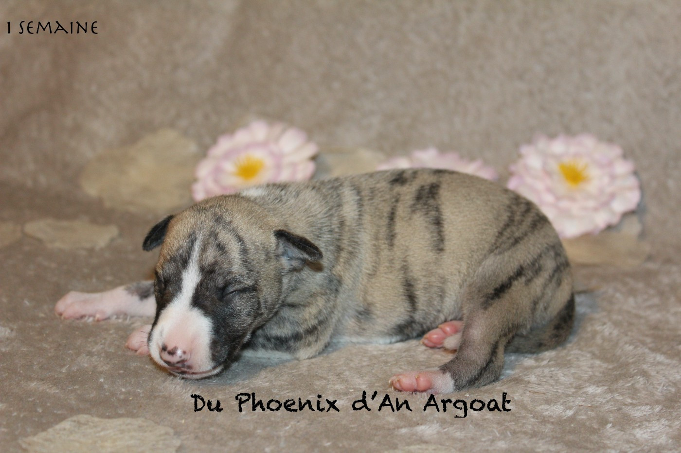 Du Phoenix D'an Argoat - Chiots disponibles - Whippet