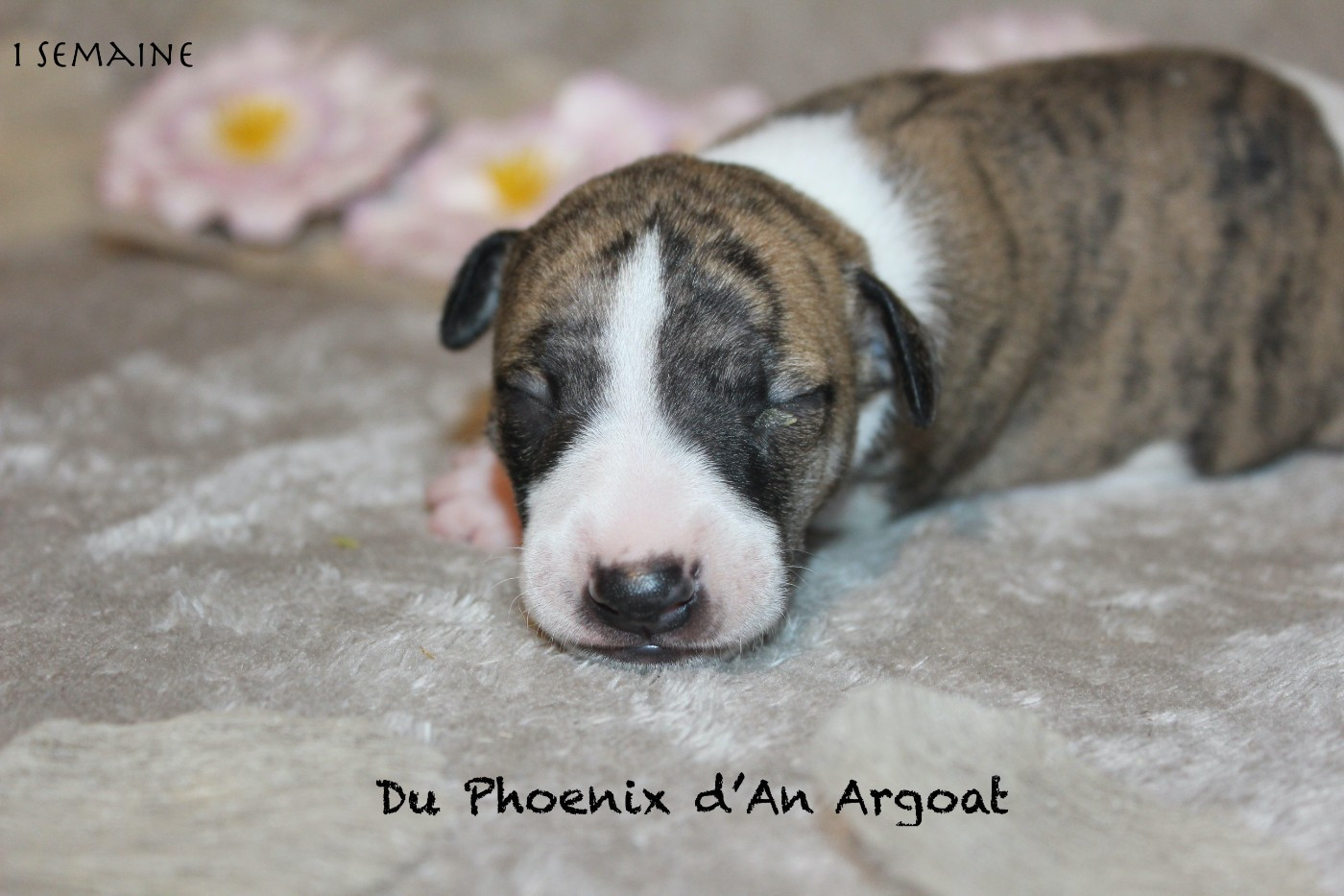 Du Phoenix D'an Argoat - Chiots disponibles - Whippet