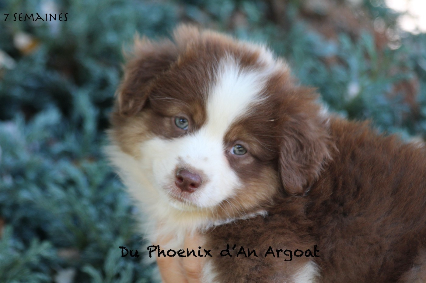 Du Phoenix D'an Argoat - Chiots disponibles - Berger Américain Miniature 
