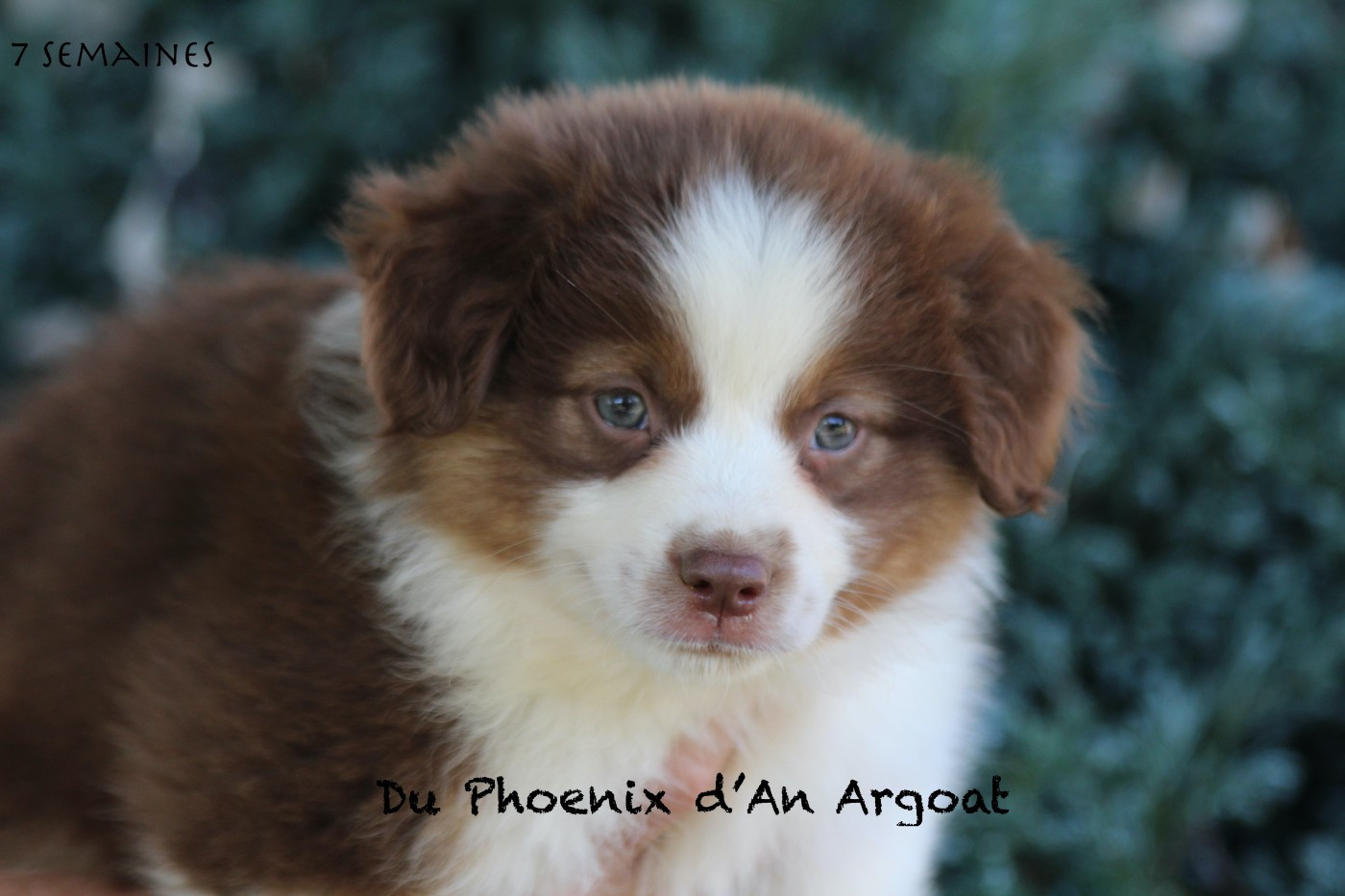 Du Phoenix D'an Argoat - Chiots disponibles - Berger Américain Miniature 