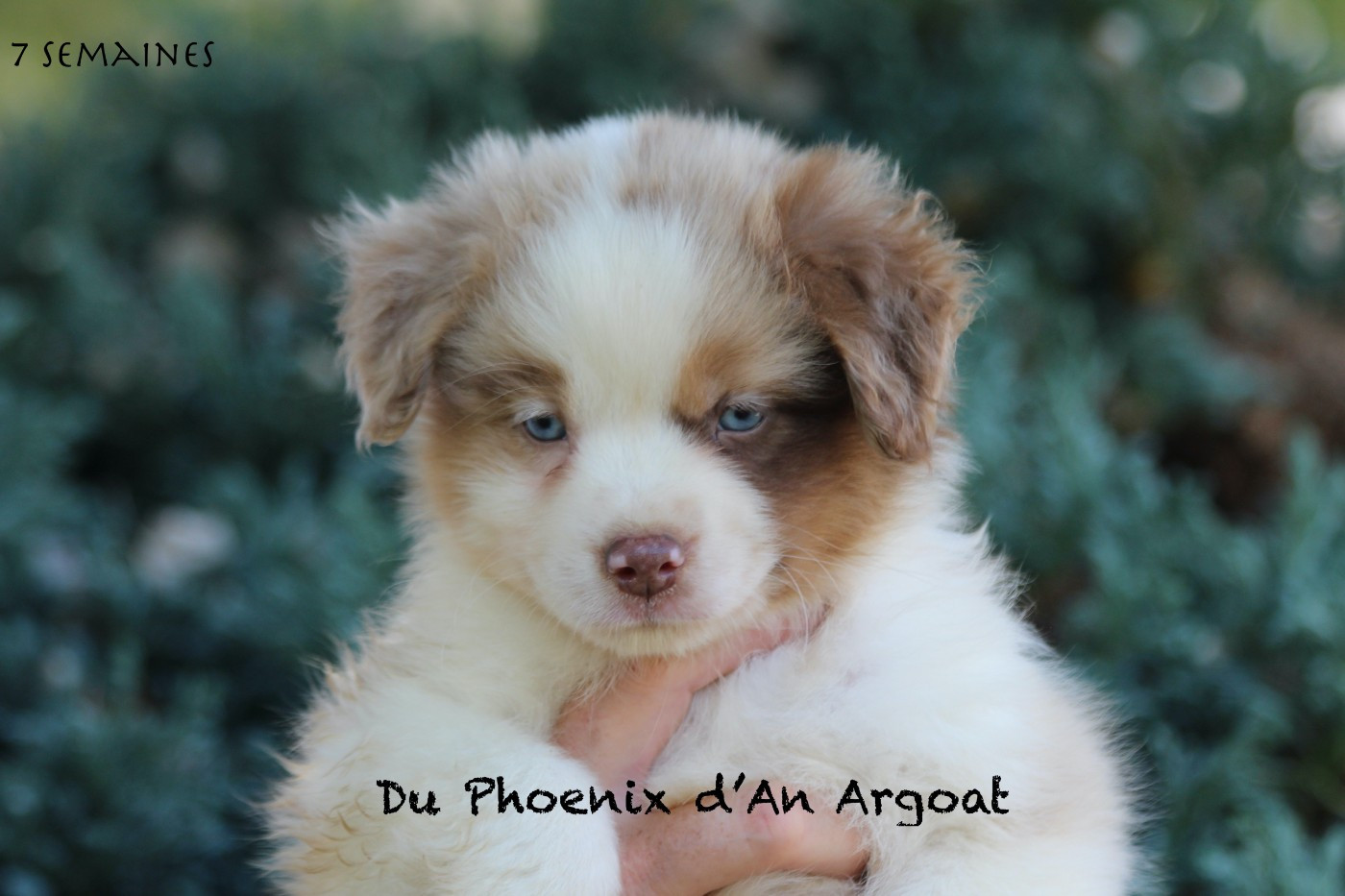 Du Phoenix D'an Argoat - Chiots disponibles - Berger Américain Miniature 