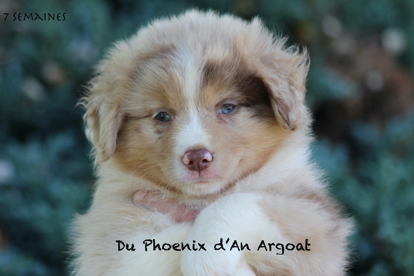Du Phoenix D'an Argoat - Chiots disponibles - Berger Américain Miniature 
