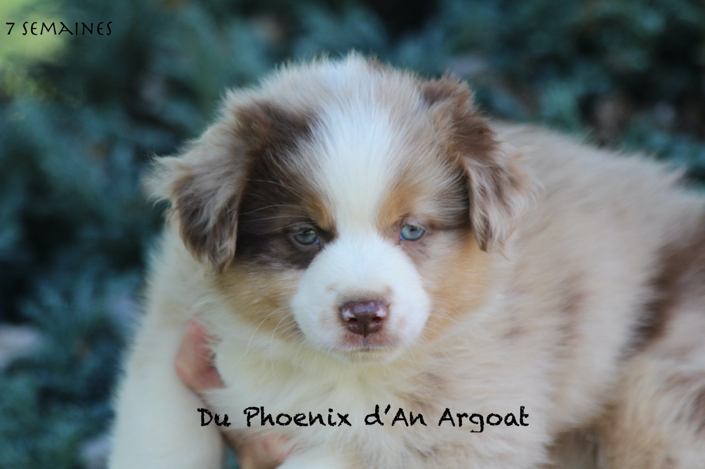 Du Phoenix D'an Argoat - Chiots disponibles - Berger Américain Miniature 