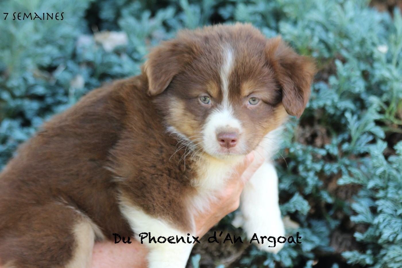 Du Phoenix D'an Argoat - Chiots disponibles - Berger Américain Miniature 