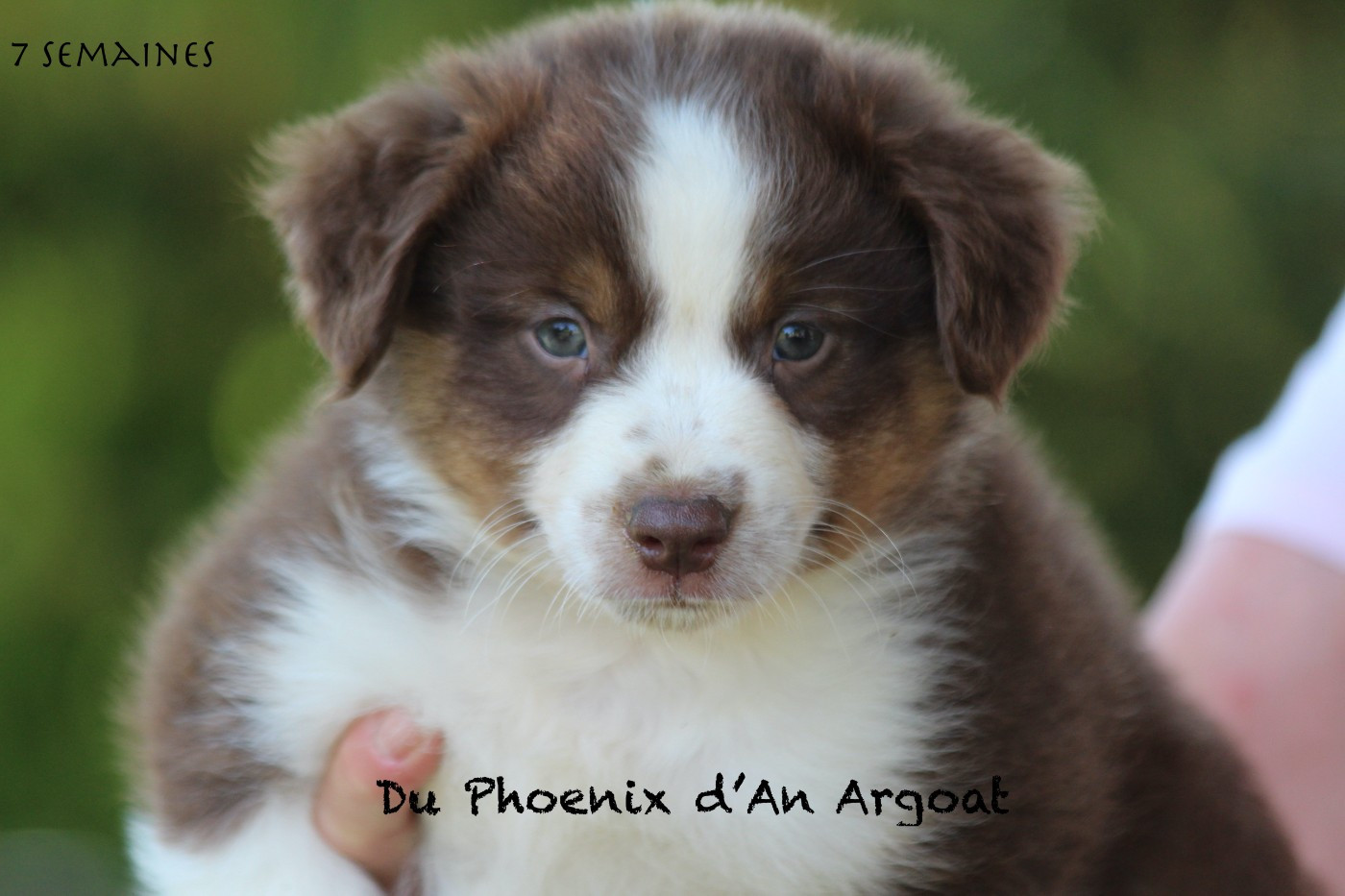 Du Phoenix D'an Argoat - Chiots disponibles - Berger Américain Miniature 