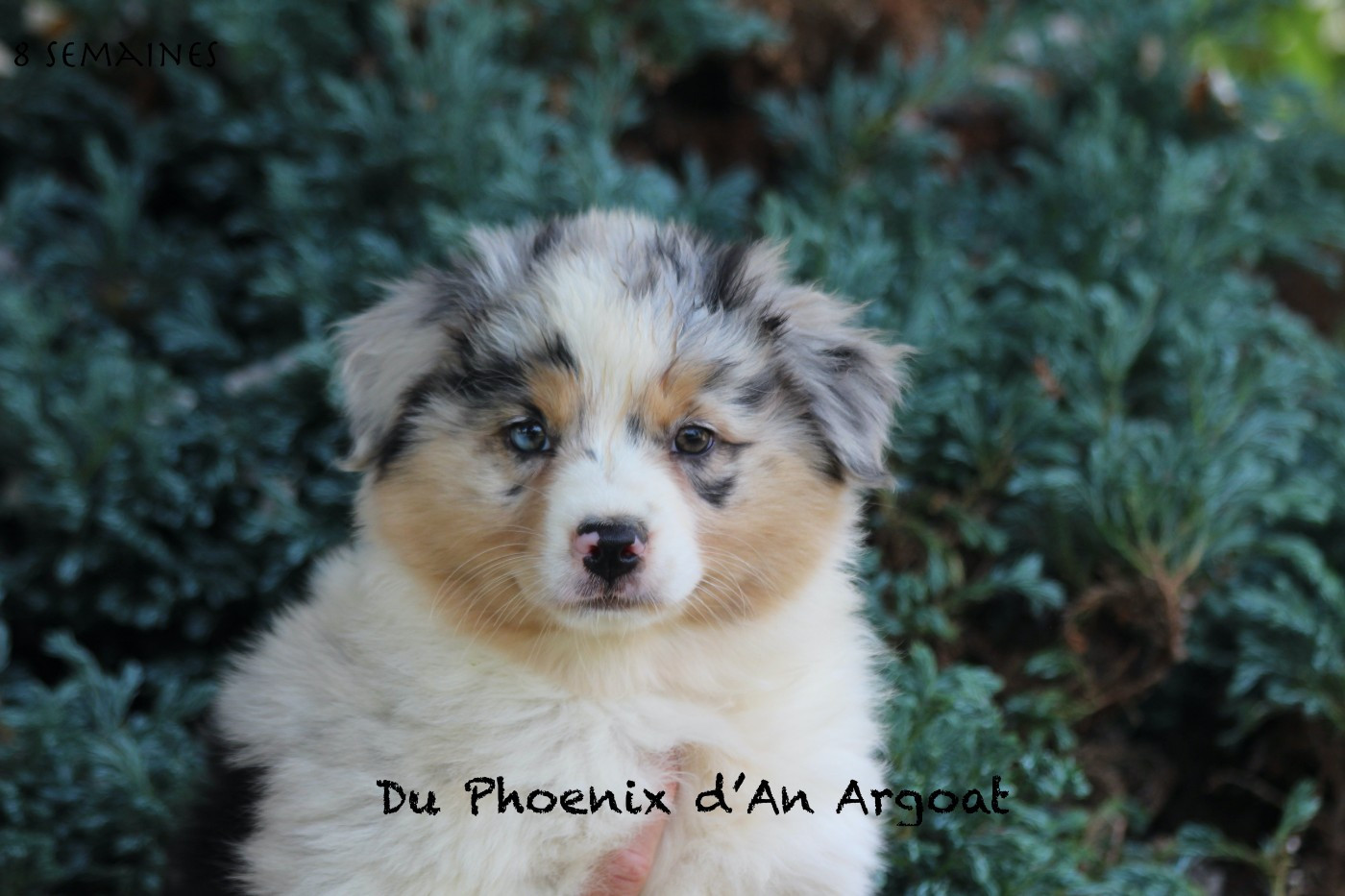 Du Phoenix D'an Argoat - Chiots disponibles - Berger Australien