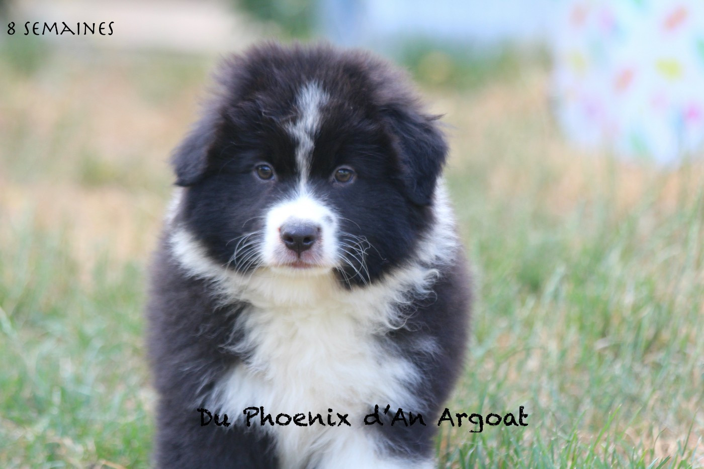 Du Phoenix D'an Argoat - Chiots disponibles - Berger Australien