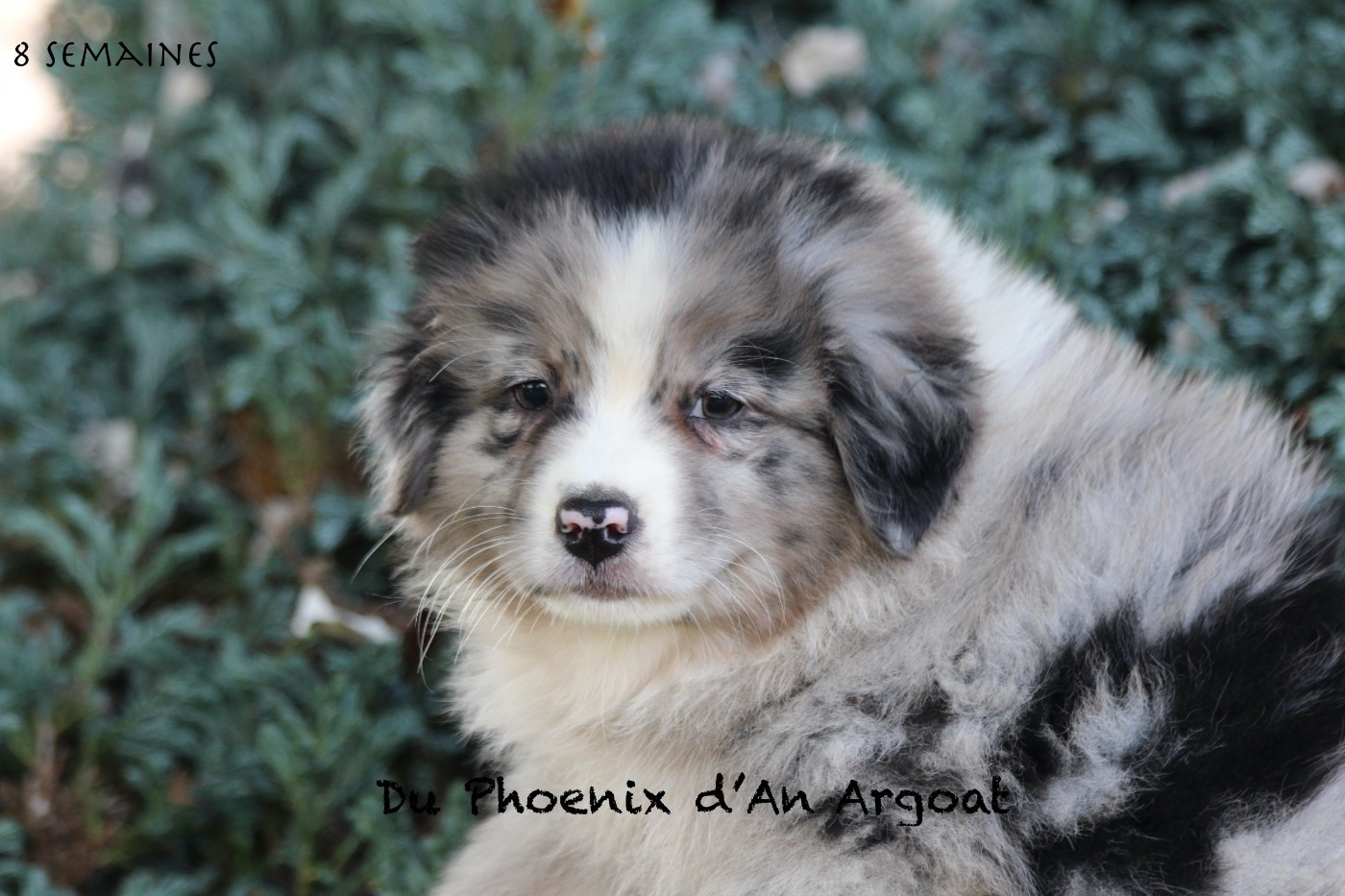 Du Phoenix D'an Argoat - Chiots disponibles - Berger Australien